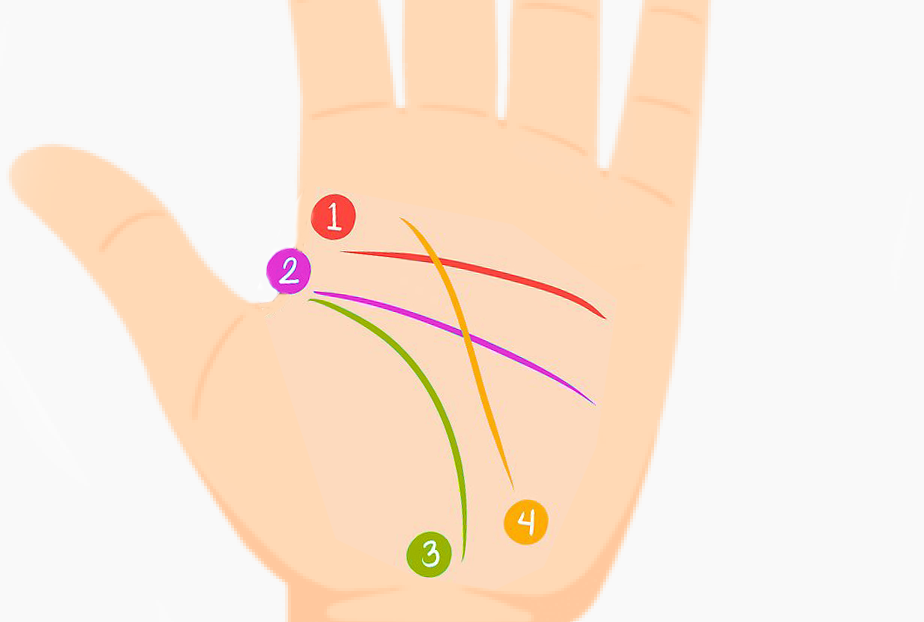 Illustration of major palmistry lines including heart line, life line, and fate line